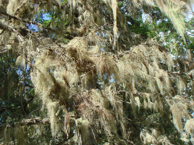 Бриория двуцветная - Bryoria bicolor