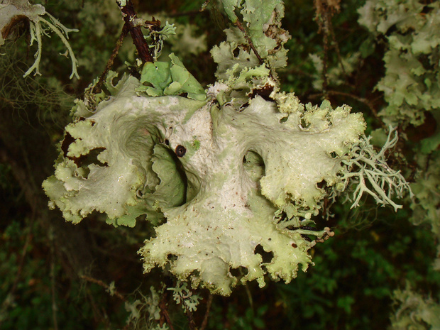 Лишайник 1 - Lichens sp. 1