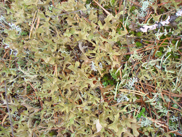 Лишайник 2 - Lichens sp. 2