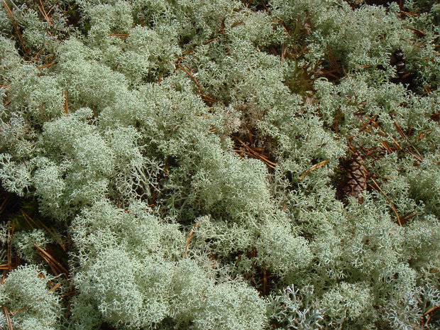 Лишайник 3 - Lichens sp. 3