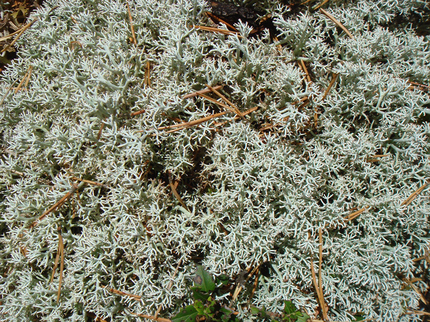 Лишайник 4 - Lichens sp. 4