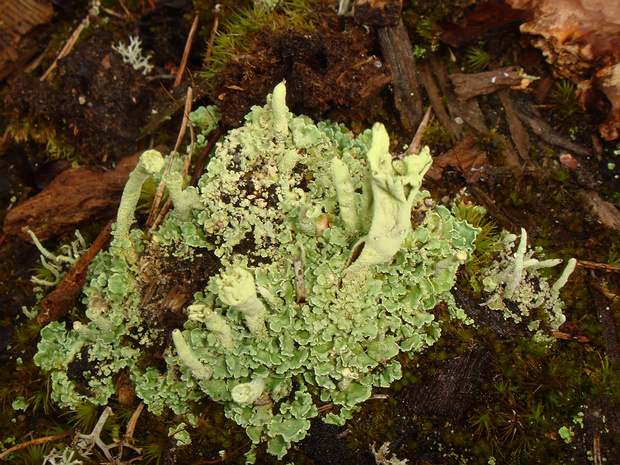 Лишайник 5 - Lichens sp. 5
