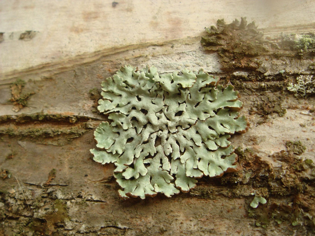 Пармелия бороздчатая - Parmelia sulcata